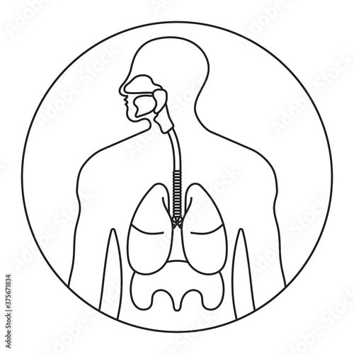 Rounded the human respiratory system or respiratory tract thin line icon for apps and websites