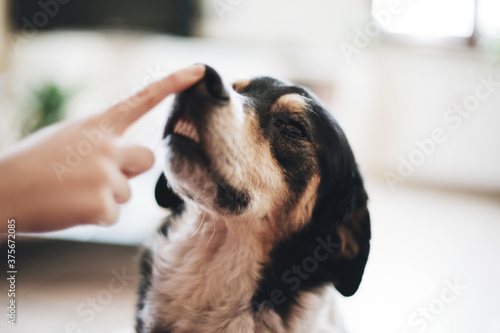 Unrecognizable woman hand playing with the nose of a cute dog photo