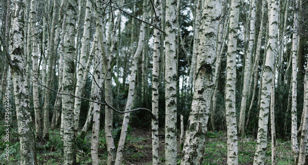 Birch forest. Birch forest.
