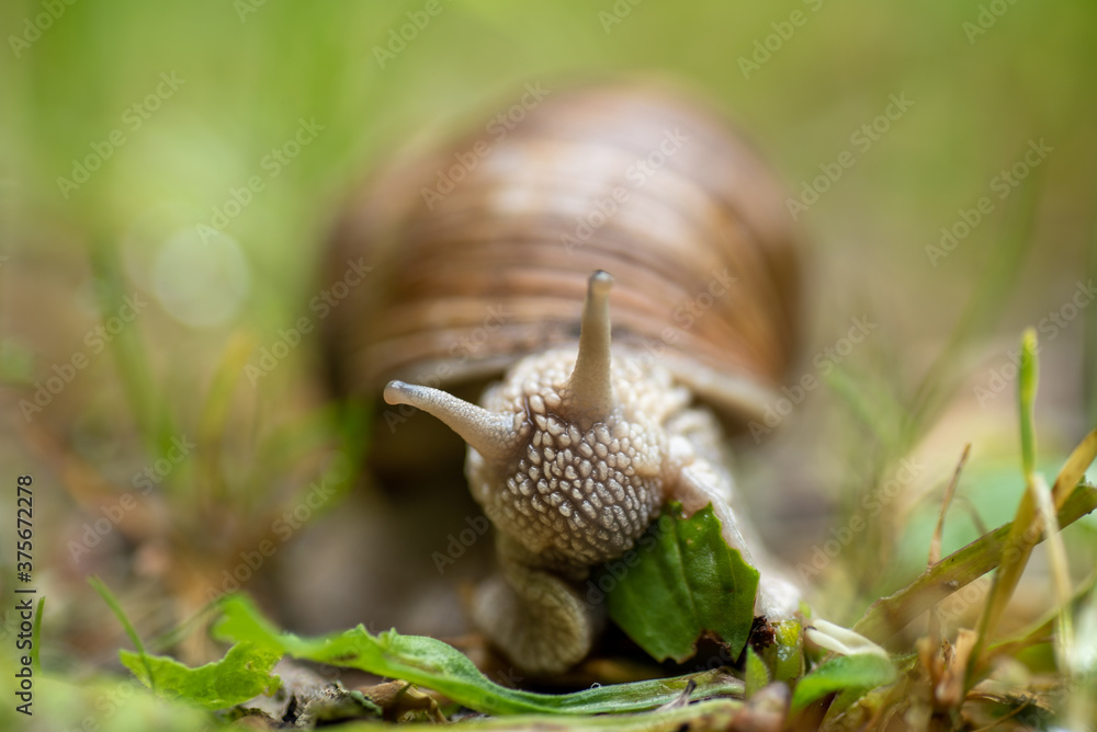 Weinbergschnecke frisst Blatt Stock Photo Adobe Stock