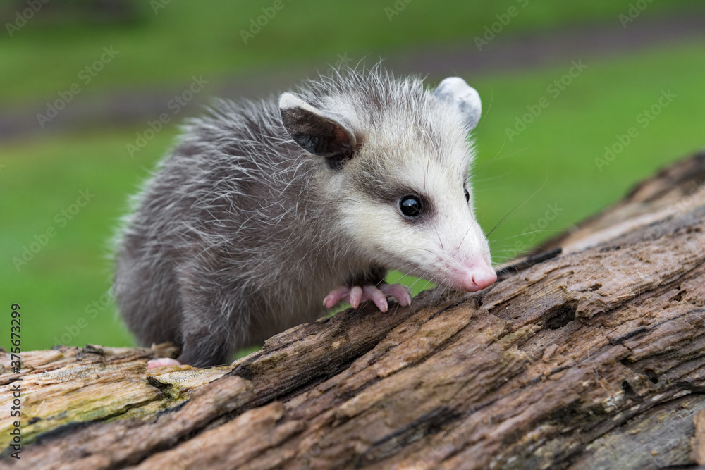 Opossum Joey (Didelphimorphia) Alone on Log Turns Right Summer Opossum Joey (Didelphimorphia) Alone on Log Turns Right Summer