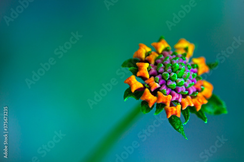 Lantana in bloom photo