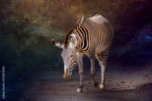 A zebra walking with a lowered head