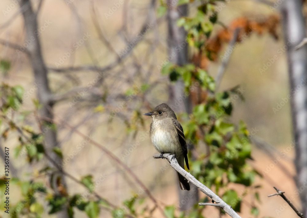 Western Wood-Peewee in Eleven Mile Canyon Western Wood-Peewee in Eleven Mile Canyon