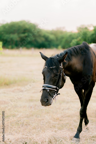 horse in the field