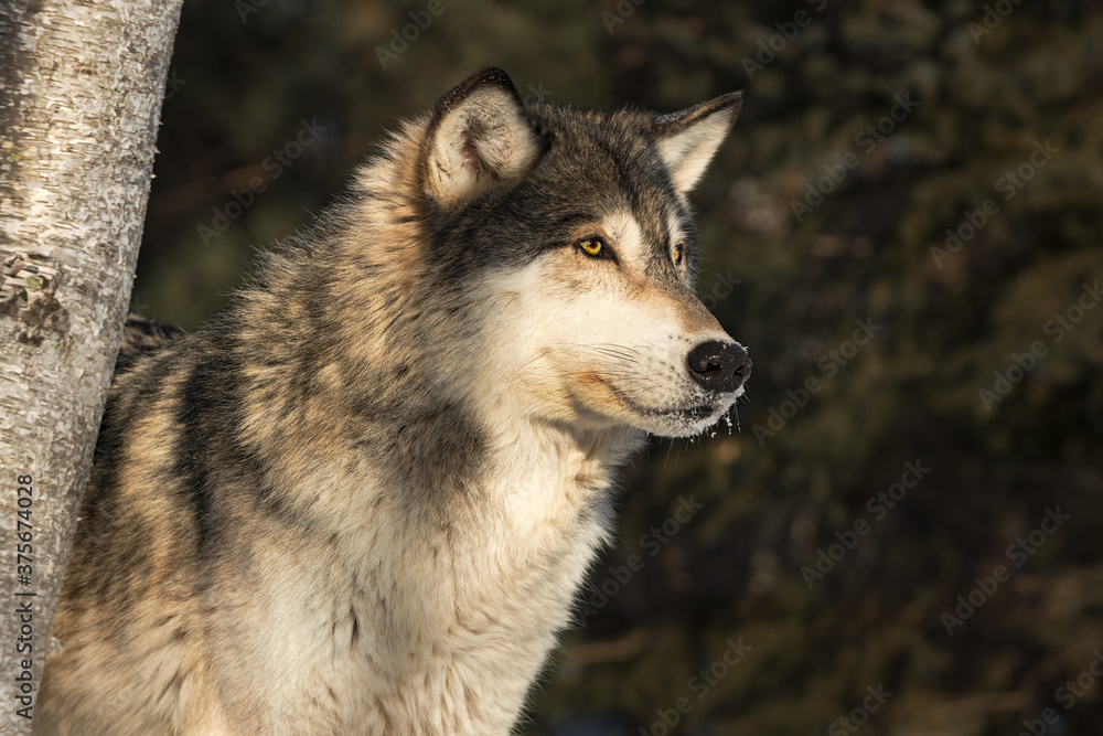 Grey Wolf (Canis lupus) Stares Right By Tree Trunk Winter Grey Wolf (Canis lupus) Stares Right By Tree Trunk Winter