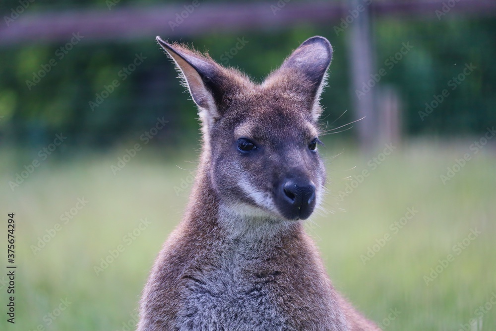 Closeup of The Red-Necked Wallaby or Bennett's Wallaby (Macropus Rufogriseus) in Czech Farm Park. Head Portrait of Cute Brown Tasmanian Kangaroo in Czech Farmpark Nature.