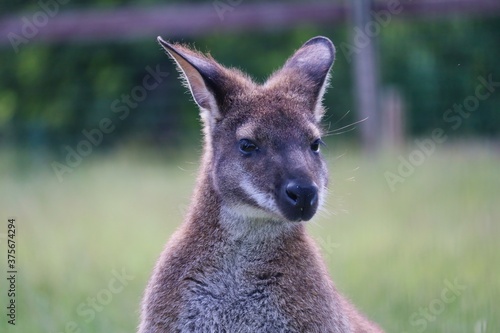 Closeup of The Red-Necked Wallaby or Bennett's Wallaby (Macropus Rufogriseus) in Czech Farm Park. Head Portrait of Cute Brown Tasmanian Kangaroo in Czech Farmpark Nature.