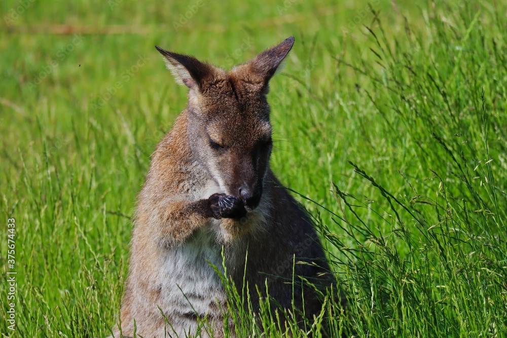 Closeup of The Red-Necked Wallaby or Bennett's Wallaby (Macropus Rufogriseus) Standing in the Grass with Clawed Hands in Czech Farm Park. Cute Brown Tasmanian Kangaroo in Czech Farmpark Nature. Closeup of The Red-Necked Wallaby or Bennett's Wallaby (Macropus Rufogriseus) Standing in the Grass with Clawed Hands in Czech Farm Park. Cute Brown Tasmanian Kangaroo in Czech Farmpark Nature.