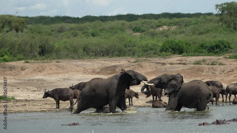 African savanna elephant (Loxodonta africana) playing in water African savanna elephant (Loxodonta africana) playing in water