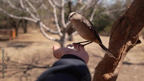 Bird eats in hand. Man feeding birds on hand. Fly flight wings. Close-up. 120 slow-motion. Mimus saturninus bird eats in hand photo