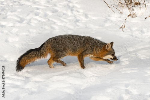 Grey Fox (Urocyon cinereoargenteus) Trots Right Through Snow Winter
