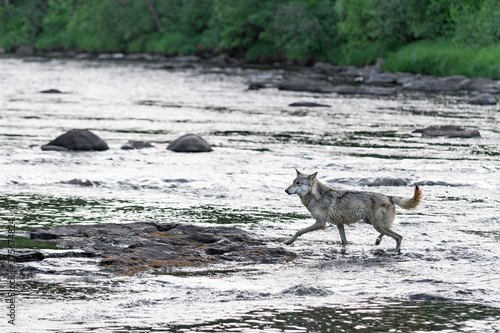 Grey Wolf  Canis lupus  Trots Left Across River Summer