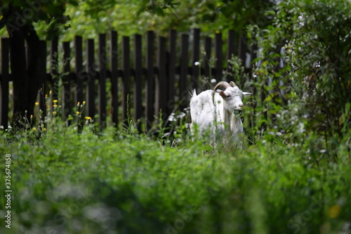 domestic goat on the green grass
