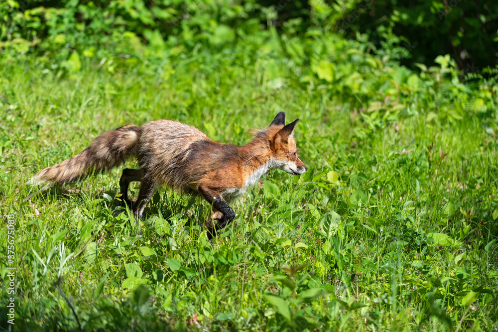 Red Fox (Vulpes vulpes) Steps Right in Grass Alert Summer Red Fox (Vulpes vulpes) Steps Right in Grass Alert Summer