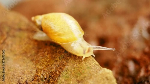 Wallpaper Mural Snail crawls along edge of rock. Torontodigital.ca