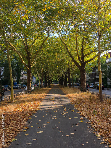 a park pathway covered with autumn leaves and trees © graziella