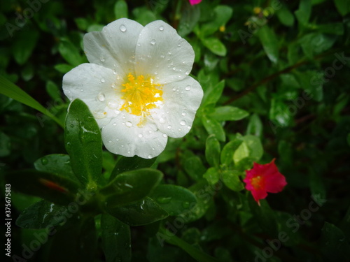 white and yellow flower © Febin