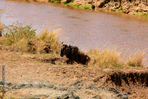 Gnu überquert den Fluss Mara, Great Migration in der Masai Mara, Safari in Kenia. © AIDAsign