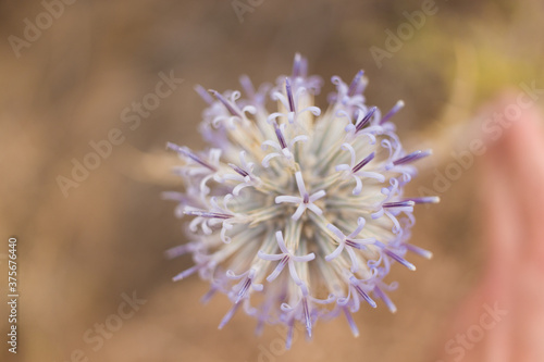 purple thistle flower