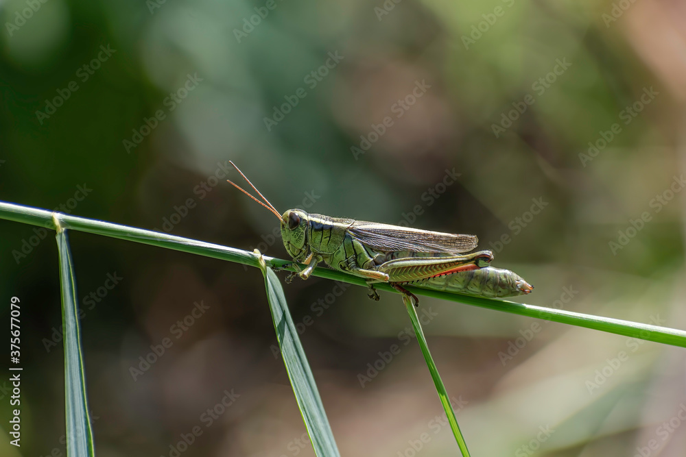 Green grasshopper sitting on a weed Green grasshopper sitting on a weed