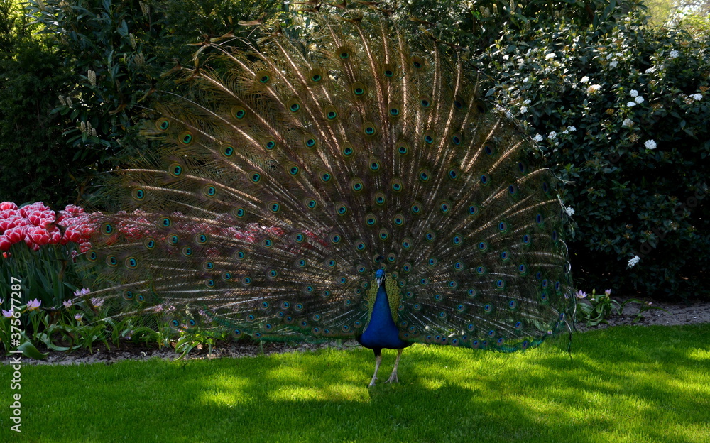 Obraz premium Rad schlagender Pfau