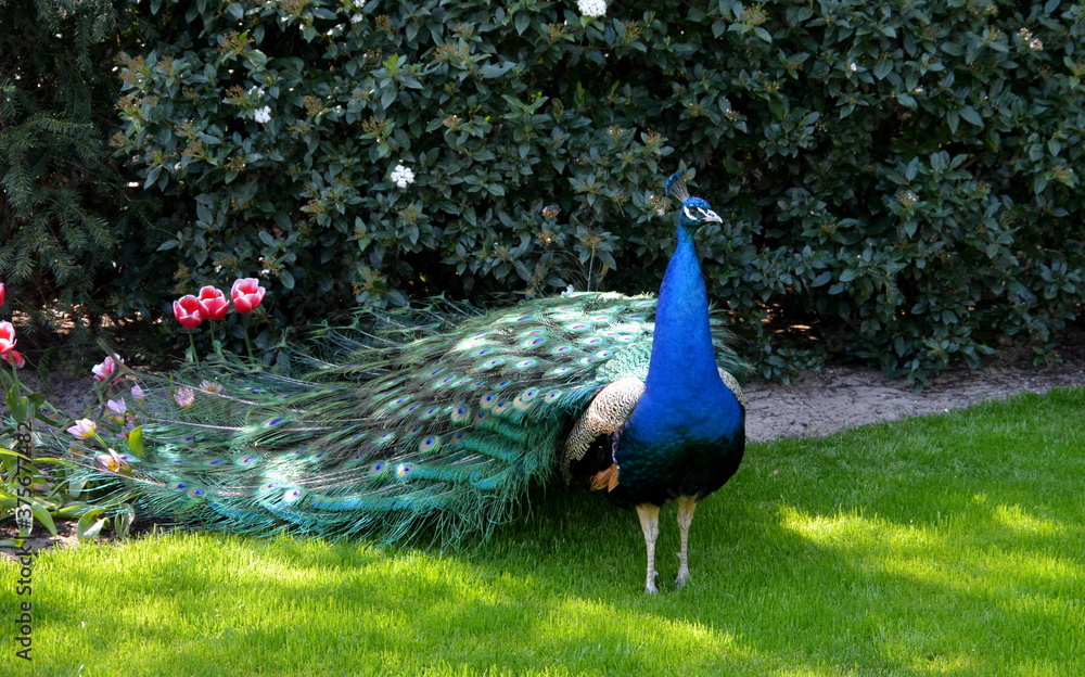 Fototapeta premium Pfau