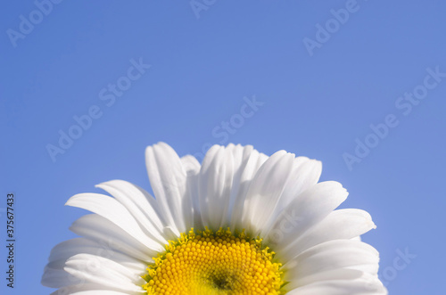 Close-up chamomile flower against blue sky background with copy space  with selective focus. Background for inscriptions