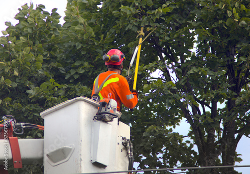 trimming tree in boom lift nacelle branch cutting