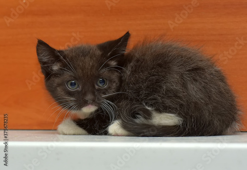 little fluffy black and white kitten