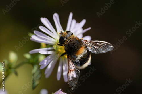 A large hornet mimic Hoverfly, Volucella zonaria, nectaring on a flower. © helen_f