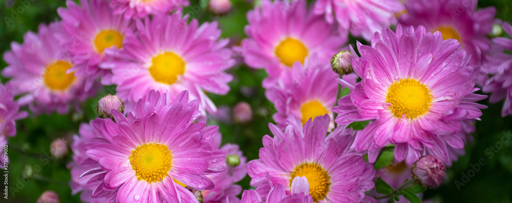 Field of bright pink daisies after rain: place for text, floral pattern, banner