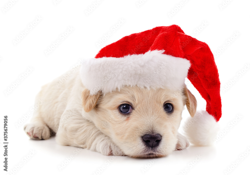 One dog in a Christmas hat. One dog in a Christmas hat.