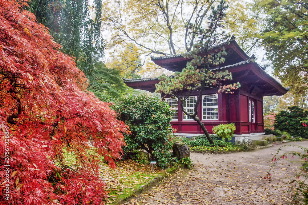 Amazing japanese maple with red leaves ( also in spring and summer) and pagoda building at distance Amazing japanese maple with red leaves ( also in spring and summer) and pagoda building at distance