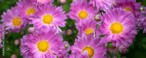 Field of bright pink daisies after rain: place for text, floral pattern, banner