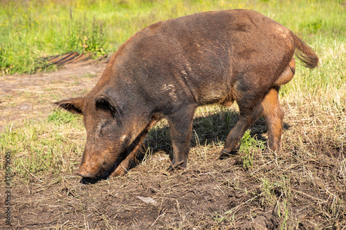 a domestic pig that looks like a wild one walks on the street