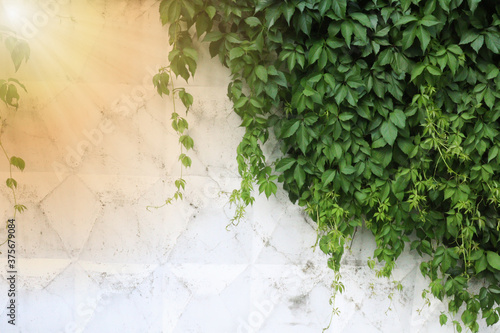White Wall Wallpaper Background Texture With Green Leaves and Sun Rays.