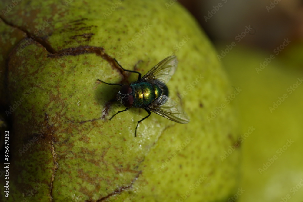 Fototapeta premium Green fly on white apple. Greem background.