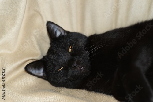 A black British Shorthair cat is lying on the sofa in a contented relaxed state. 