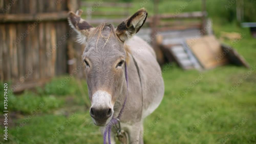 Close-up view of cute brown donkey looking at camera in countryside. Beautiful domestic donkey animal standing on green pasture at farmland Close-up view of cute brown donkey looking at camera in countryside. Beautiful domestic donkey animal standing on green pasture at farmland