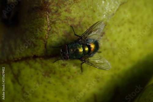 Green fly on white apple. Greem background. photo