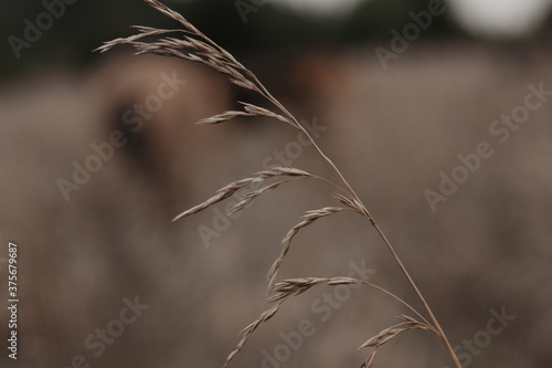 close up of wheat ears