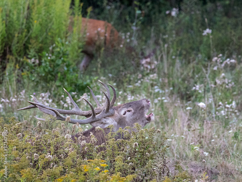 red stag roaring in the woods