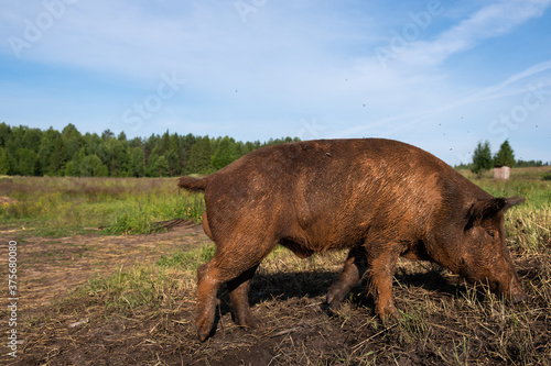 a domestic pig that looks like a wild one walks on the street