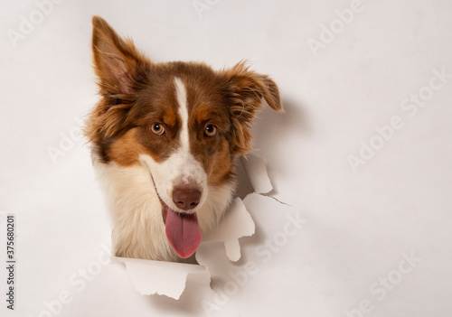 Fototapeta Naklejka Na Ścianę i Meble -  Australian Shepherd dog photographed in  a paper hole