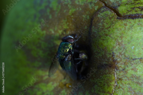 Green fly on white apple. Greem background. photo