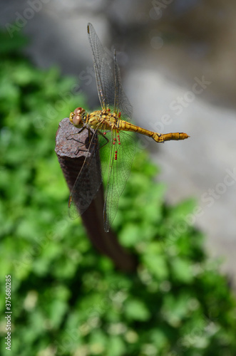 unusual dragonfly