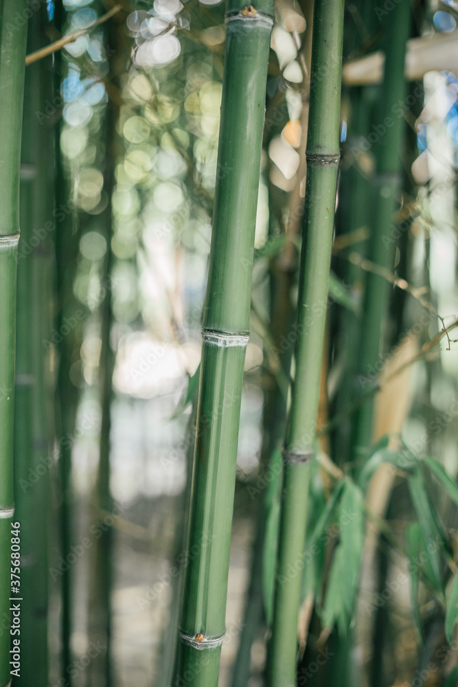 Obraz premium green bamboo forest
