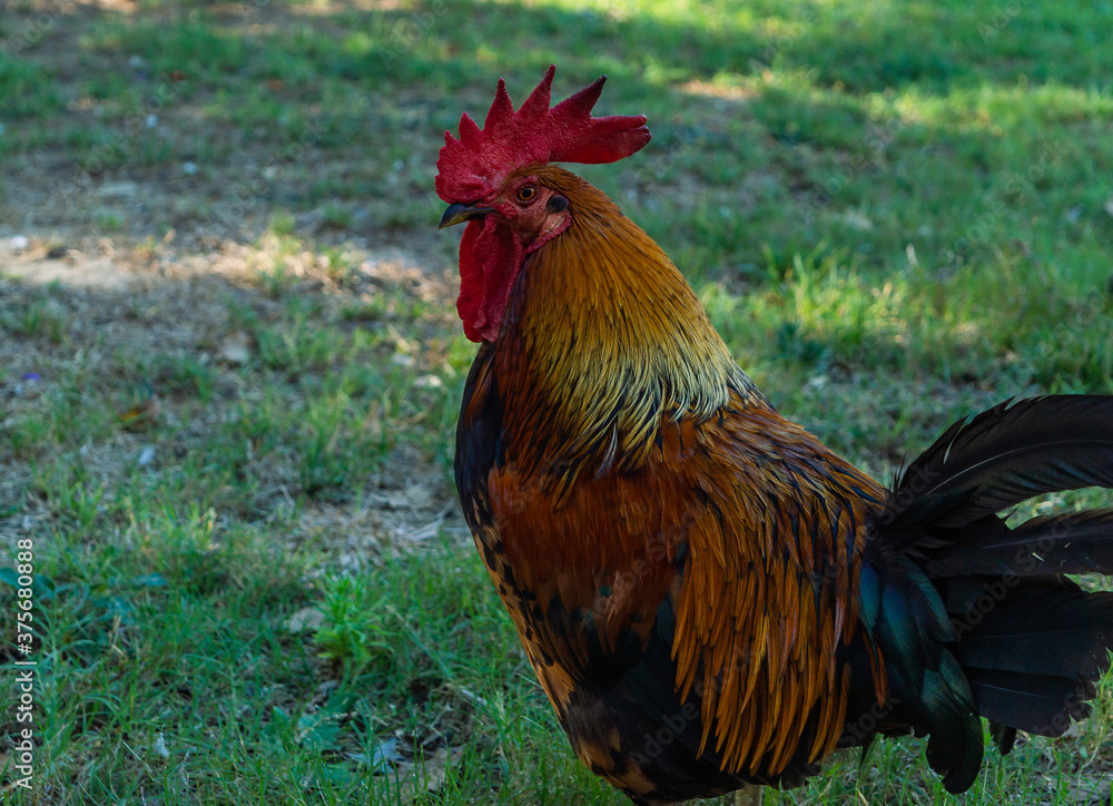 rooster standing on the grass