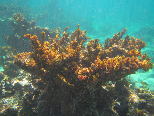 Fototapeta Naklejka Na Ścianę i Meble -  Underwater Coral